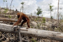 Deforestation Effects - Biodiversity and Tropical Rainforests